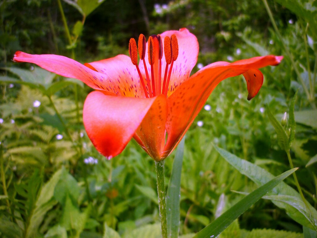 Цветы приморского края фото и описание