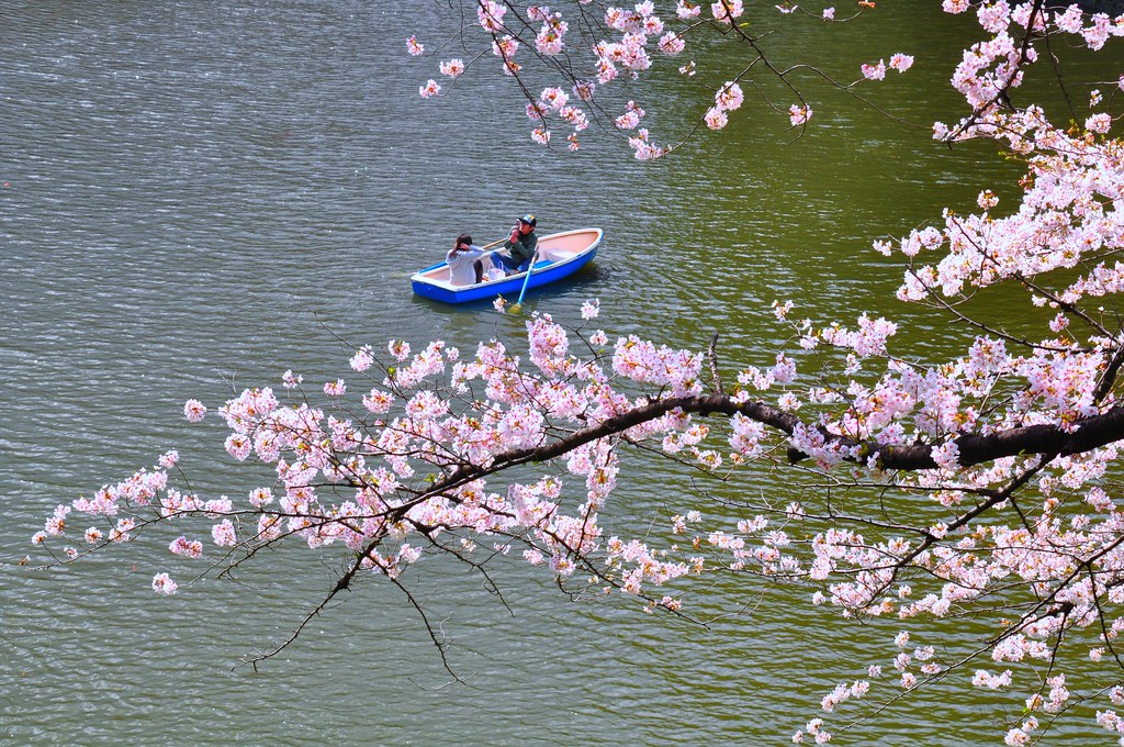 День цветущей сакуры. Цветение Сакуры. Цветущая Сакура. Праздник цветения Сакуры. Ханами праздник цветения Сакуры.